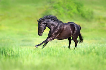 Black stallion run gallop on green field