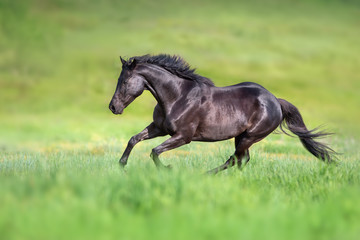 Black stallion run gallop on green field