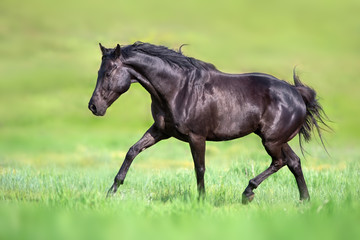 Black stallion trotting on green pasture