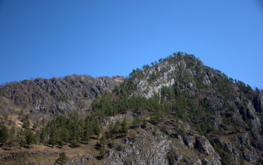 High mountain ranges with sheer cliffs, covered with rare forest. Altai, Siberia, Russia. Landscape.