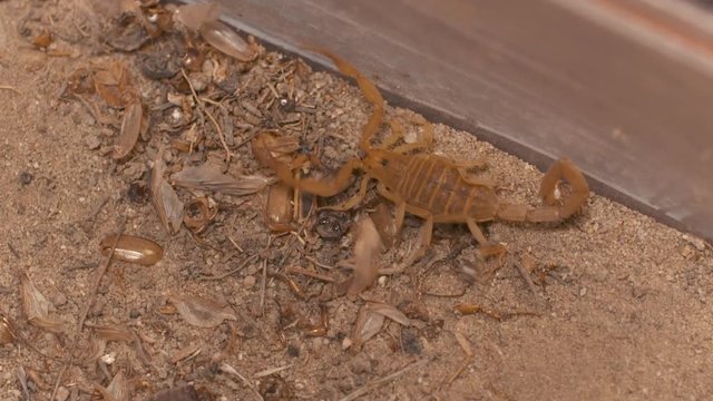 Handheld, high angle, medium close up of a Buthidae scorpion crawling over mulch and sand.