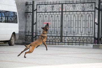 Frisbee dog with flying disk