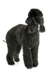 bedlington poodle in studio
