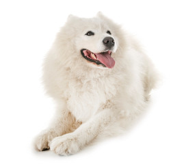samoyed dog in studio