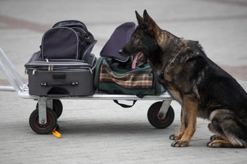 Police officer examining a bag with trained dog - obrazy, fototapety, plakaty