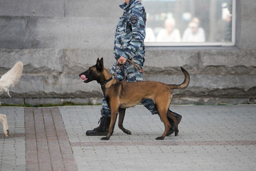 police dogs with a dog handler