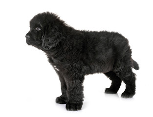 puppy newfoundland dog