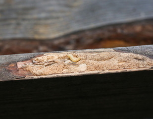 Worm that eats the wooden plank. Timber beetle.