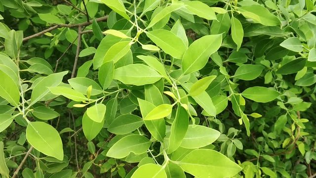Closeup video of Sandal wood tree green leafs 