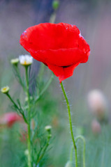 red poppies on meadow