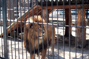 lion trapped in a zoo cage