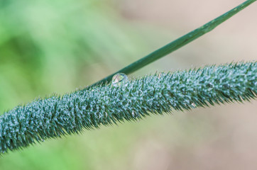 Drops of dew on fresh green grass. Macro view of green grass on a blurred green background.