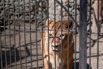 lion trapped in a zoo cage