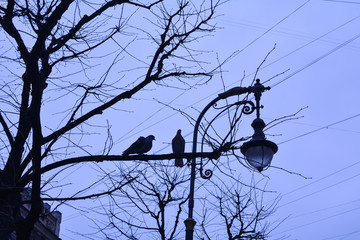 Two pigeons on a tree branch