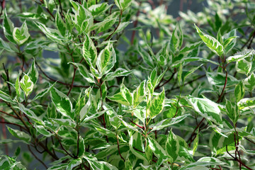 Ornamental shrub Derain White Elegantissima or Cornus alba.