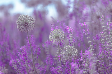 close-up: purple flowers of meadow sage on the open diaphragm