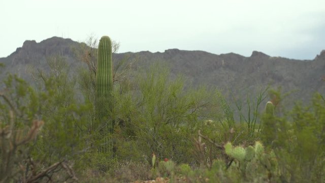 Steady, medium wide shot of various cacti in desert and mountainous terrain.