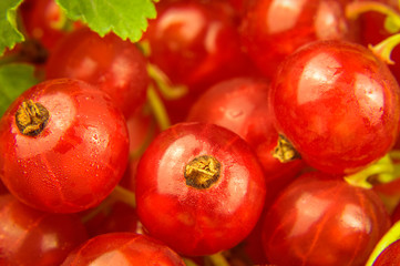 Red currants from the fridge with condensate droplets. Fresh berry. Chilled fruits.