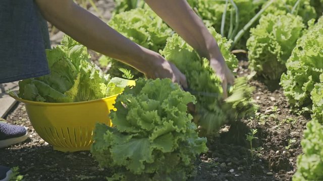 Female hands picking a green cos in organic home vegetable garden 