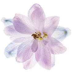 Fototapeta na wymiar delphinium flower isolated on the white background