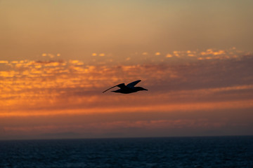 Seagull at sunset