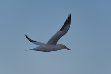 Cormorant in flight 