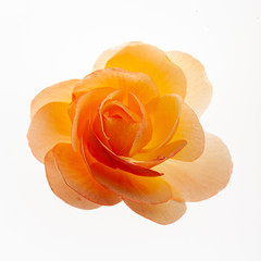 begonia flower on the white background