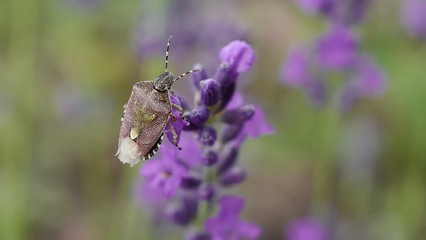 Carpocoris purpureipennis bug sits on a lavender flower
