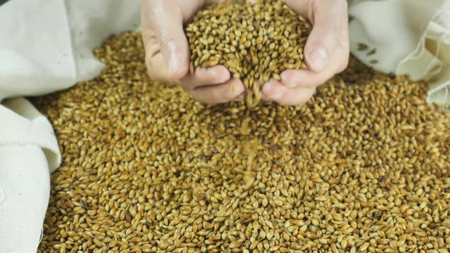 Farmer holds in his hands Natural and Useful Malt to make Crafting Beer or Whiskey poured into a bag 4k 59,94 fps