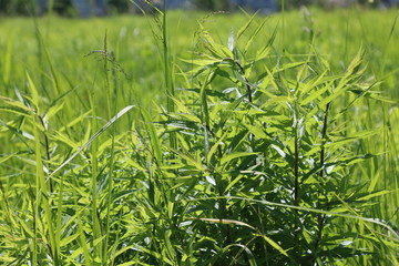 green grass on a background