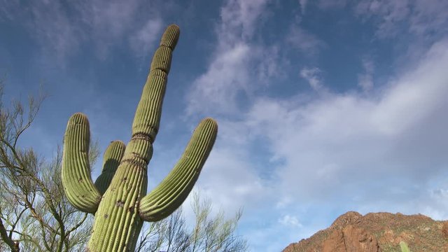 Steady, low angle, medium close up shot of a tall saguaro with the clouds in the background.