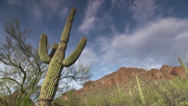 Handheld, medium close up shot of a tall saguaro with the sky in the background, camera pans to show mountains and more saguaros.
