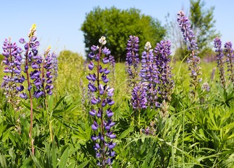 field of purple flowers