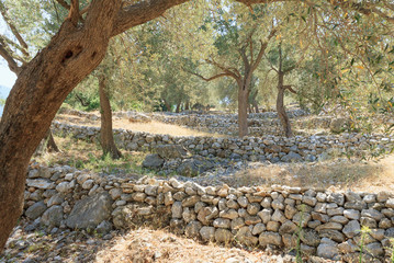 olive grove with rocky fences