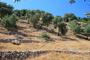 olive grove with rocky fences on slope