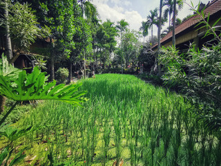 Rice fields in the distance