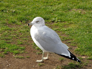 seagull on the grass