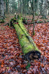 A log covered with green moss on autumn red foliage in the forest