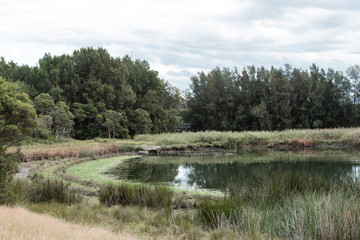 Obraz premium Green lake surrounded by green plantation.
