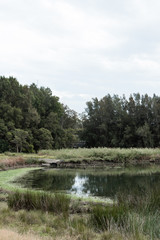 Green lake surrounded by green plantation.