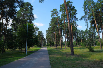 The road from the pavers in a green forest Park.