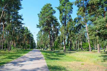 The road from the pavers in a green forest Park.