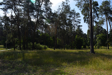 Fototapeta premium Piękny park leśny miasta. Letni krajobraz.