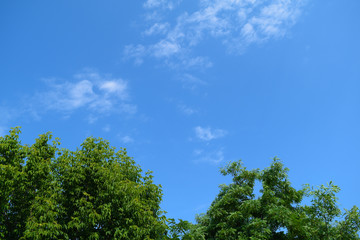 Bottom view of green foliage and blue sky.