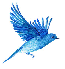 Blue bird in flight watercolor Illustration on isolated white background