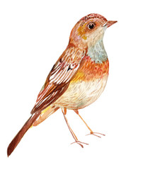 Bird Nightingale watercolor illustration isolated white background