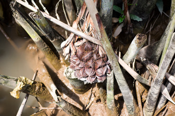Water coconut in the Mekong Delta Vietnam