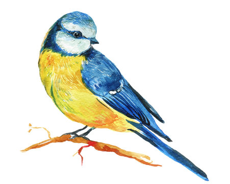 Titmouse bird watercolor