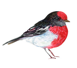 Red bird Robin watercolor illustration on isolated white background