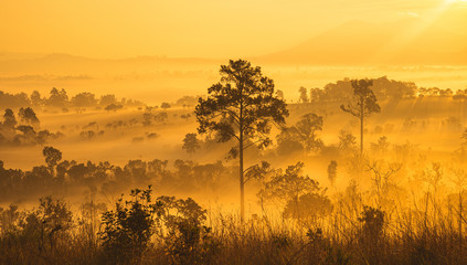 The sun rises in Golden morning light over the trees of Thung Salaeng Luang National Park,Thailand